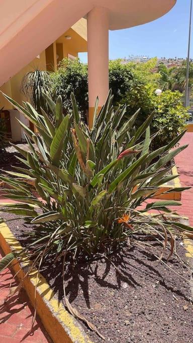 Costa Adeje, 2 Bedrooms Apartament *